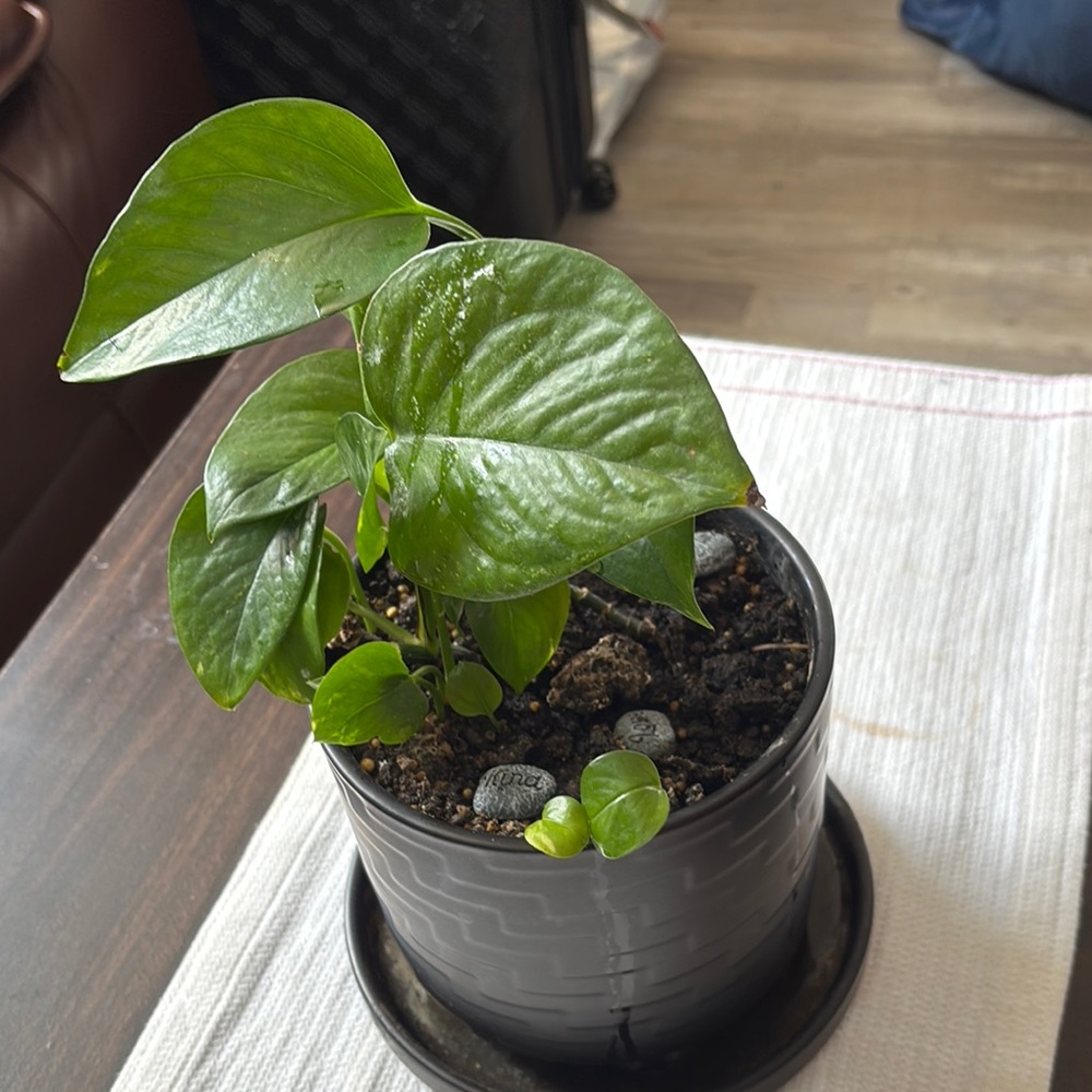 Vibrant Green Potted Plant